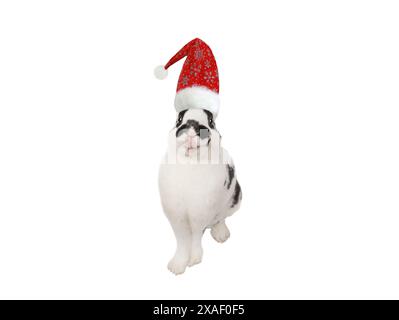 Lächeln dalmatinisches Kaninchen santa claus Hut isoliert auf weißem Hintergrund. Stockfoto