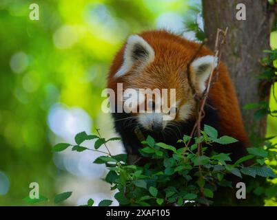 Roter Panda sitzt auf einem Baum und schaut nach unten Stockfoto