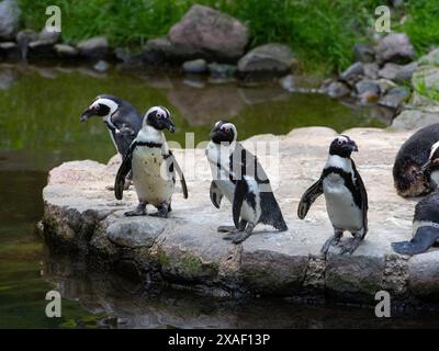 pinguin isoliert auf weißem Hintergrund Stockfoto