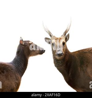 Porträts philippinischer sika-Hirsch isoliert auf weißem Hintergrund Stockfoto