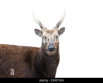 Porträt philippinischer sika-Hirsch isoliert auf weißem Hintergrund Stockfoto