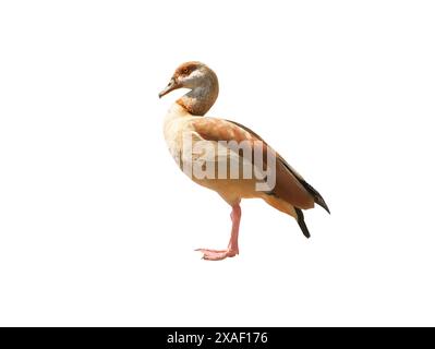 ägyptische Gans isoliert auf weißem Hintergrund Stockfoto