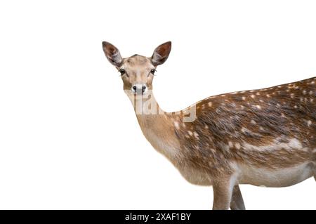 Damhirsch (Dama dama) Weibchen isoliert auf weißem Hintergrund Stockfoto