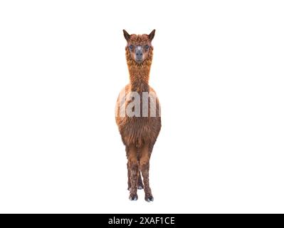 Alpaka (Vicugna pacos) isoliert auf weißem Hintergrund Stockfoto