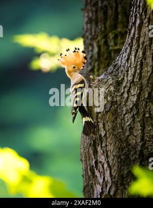 Schöne Upupa-Epen-Wiedehopf sie füttern ihre Jungen in einem Nest in einem Baum, das beste Foto. Stockfoto