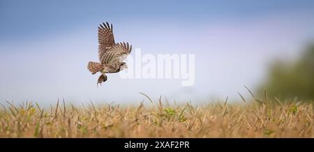 Athene noctuahe fliegt über die Wiese mit einem Fang Mäuse in den Klauen, das beste Foto. Stockfoto