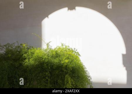 Foto eines großen Spargelbusches auf weißem Steinmauerhintergrund mit Schatten der Arkade an sonnigem Tag Stockfoto