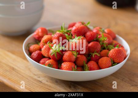 Frische, selbst angebaute Bio-Erdbeeren, die am selben Tag aus dem Garten geerntet wurden, als das Foto aufgenommen wurde. Zeigt eine Vielzahl natürlicher Formen und Größen. Stockfoto
