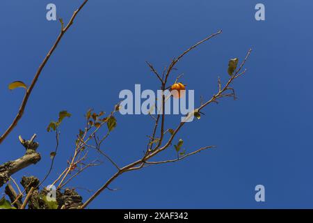 Foto eines blattlosen Persimmonbaumzweigs oben mit einzelnen roten Orangen auf hellblauem Himmelhintergrund an sonnigem Tag Stockfoto