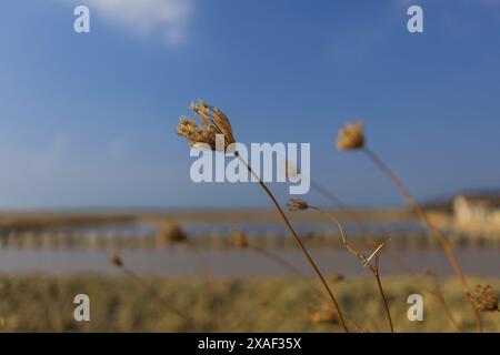 Foto von trockenen Pflanzenköpfen auf einem Wind in Herbstwiesen unter blauem Himmel, sonnige Landschaft mit Kopierraum und verschwommenem Hintergrund Stockfoto