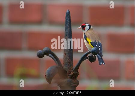 Carduelis carduelis alias Europäischer Goldfink, der auf einem Vintage-Metallzaun thront. Stockfoto