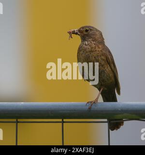 Turdus merula alias Eurasian oder gemeine Amsel Weibchen, die auf dem Zaun mit Würmern im Schnabel thront. Säuglinge füttern. Stockfoto