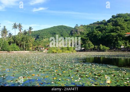 Lotus Lagune, Wasserlilienteich in Candidasa, Bali in Indonesien Stockfoto
