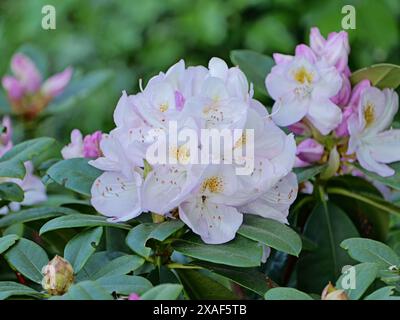 Eine weiße Rhododendronblüte ist eine schöne, dekorative Pflanze, die für ihre helle Blütenpracht und ihre vielseitige Verwendung im Gartenbau bekannt ist. Stockfoto