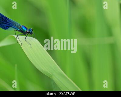 Eine glitzernde Libelle ruht zwischen Schilf am Ufer des Tollense, während andere umherfliegen und sich im lebendigen Ökosystem paaren. Stockfoto
