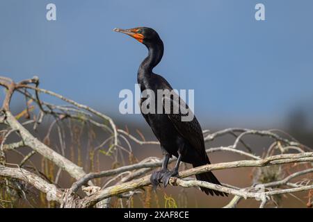 Cormorant hockte auf einem Ast in den Mangroven in Florida Stockfoto