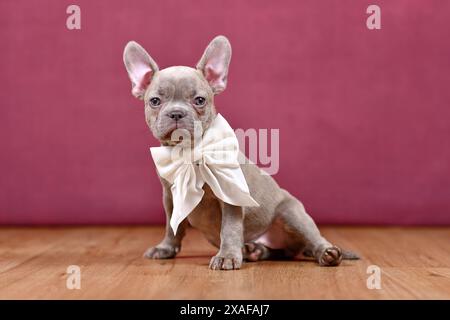Junger Fliederhund Brindle französischer Bulldog-Welpe mit weißem Band vor dem Studiohintergrund Stockfoto