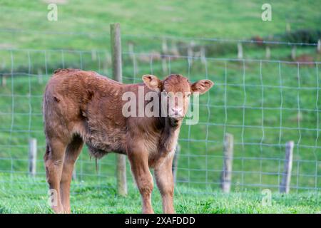 Kurioses, braun-weiß geflecktes junges Kuhkalb, das draußen in der Nähe von Holzzaun in ländlicher Landschaft steht. Stockfoto