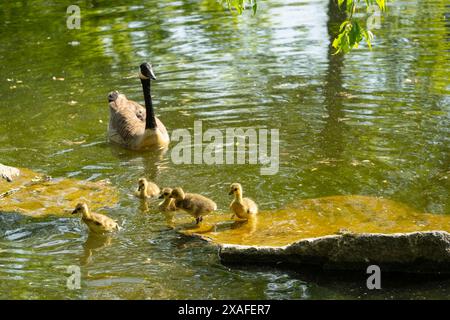 Gänse mit Gänsen, die auf dem See schwimmen, Brant canadian auf grüner Wiese mit Eltern im Waldgebiet, Familienwasservögel in natürlicher Umgebung, Stockfoto