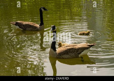 Gänse mit Gänsen, die auf dem See schwimmen, Brant canadian auf grüner Wiese mit Eltern im Waldgebiet, Familienwasservögel in natürlicher Umgebung, Stockfoto