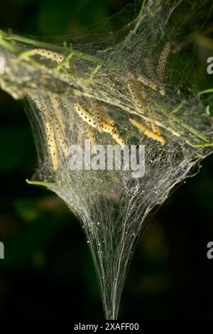 Raupen von Spingle Ermin (Yponomeuta cagnagella) in einem trichterförmigen Netz Stockfoto