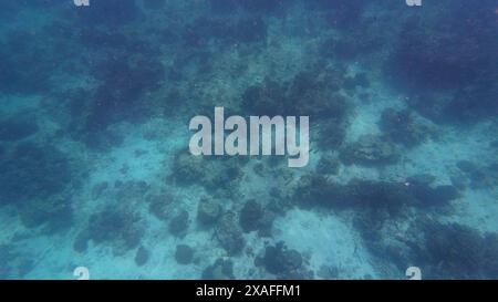 Fotos von Fischen und Korallen im Oman bei Muscat während des sonnigen Frühlingstages Stockfoto
