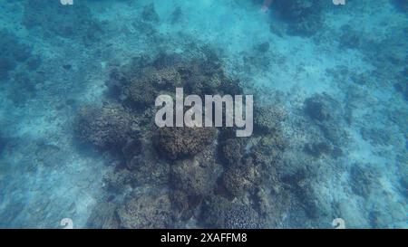 Fotos von Fischen und Korallen im Oman bei Muscat während des sonnigen Frühlingstages Stockfoto