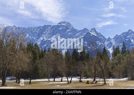 Panoramafoto über einem Frühlingswald zu verschneiten Alpen Stockfoto