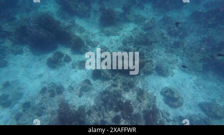 Fotos von Fischen und Korallen im Oman bei Muscat während des sonnigen Frühlingstages Stockfoto