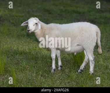 Grünes grasbewachsenes Feld mit einem sehr jungen und weißen Katahdin-Schafbock, der in die Kamera blickt. Stockfoto