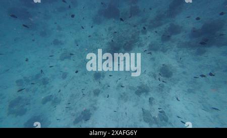 Fotos von Fischen und Korallen im Oman bei Muscat während des sonnigen Frühlingstages Stockfoto