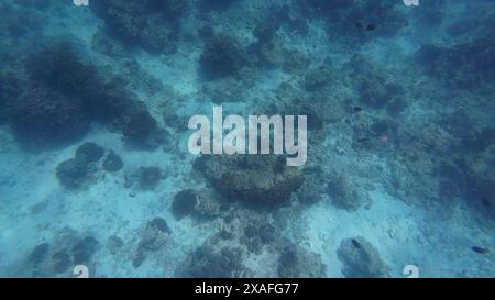 Fotos von Fischen und Korallen im Oman bei Muscat während des sonnigen Frühlingstages Stockfoto