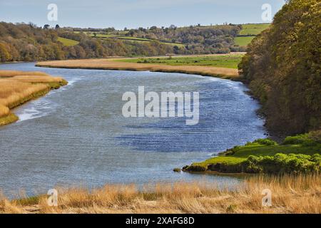 Ein Fluss, der von Schilf und Wäldern gesäumt ist; der Tamar, die Grenze zwischen Devon und Cornwall, am Cotehele Quay, nahe Gunnislake, Cornwall, Großbritannien. Stockfoto