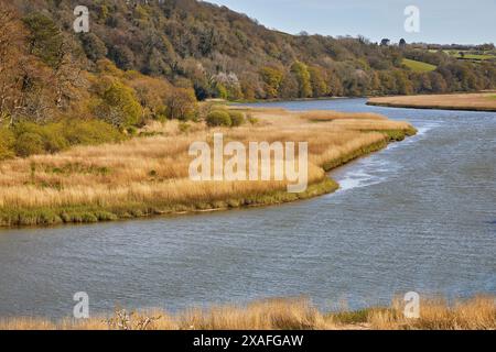 Ein Fluss, der von Schilf und Wäldern gesäumt ist; der Tamar, die Grenze zwischen Devon und Cornwall, am Cotehele Quay, nahe Gunnislake, Cornwall, Großbritannien. Stockfoto