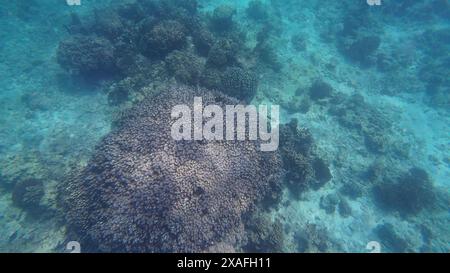 Fotos von Fischen und Korallen im Oman bei Muscat während des sonnigen Frühlingstages Stockfoto