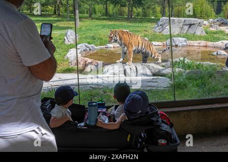 Detroit, Michigan – Kinder beobachten einen Amur-Tiger (Panthera tigris tigris) durch ein Fenster im Detroit Zoo. Stockfoto