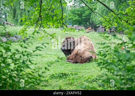 Detroit, Michigan - Ein Bison (Bison Bison) im Detroit Zoo. Stockfoto