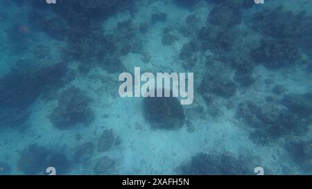 Fotos von Fischen und Korallen im Oman bei Muscat während des sonnigen Frühlingstages Stockfoto