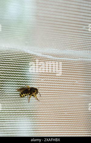 Bild einer Biene, die auf einer Netzoberfläche ruht, perfekt für Studien über Natur und Insektenleben. Stockfoto