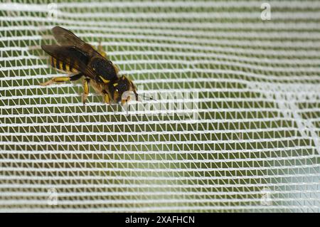 Bild einer Biene, die auf einer Netzoberfläche ruht und die Interaktion zwischen Natur und menschlichen Elementen erfasst. Stockfoto