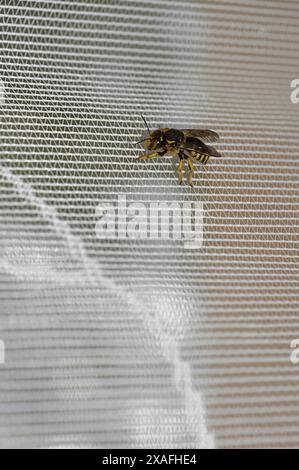 Hochauflösendes Bild einer Biene auf einer Netzoberfläche, perfekt für Naturstudien. Stockfoto