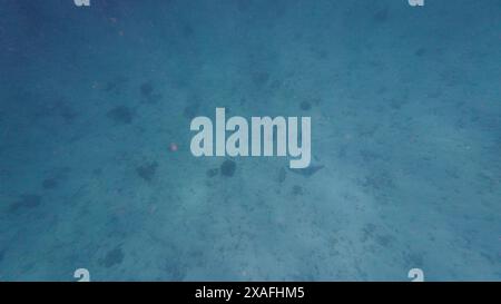 Fotos von Fischen und Korallen im Oman bei Muscat während des sonnigen Frühlingstages Stockfoto