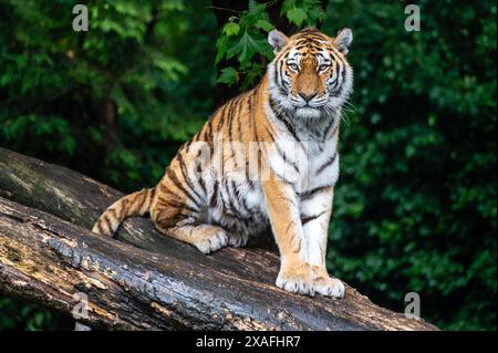 Der sibirische Tiger, Panthera tigris altaica ist die größte Katze der Welt Stockfoto