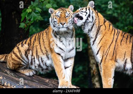 Ein Paar sibirischer Tiger in Harmony Stockfoto