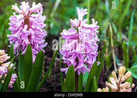 Rosafarbene weiße Sorten-Hyazinthen wachsen im Garten an einem sonnigen Tag, Nahaufnahme mit selektivem Weichfokus Stockfoto