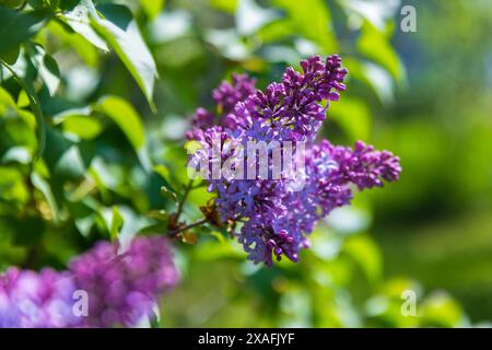 Lilafarbene Blüten, Nahaufnahme mit selektivem Weichfokus. Blühende Holzpflanze wächst im Frühlingsgarten an einem sonnigen Sommertag Stockfoto