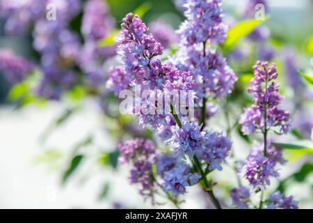 Lilafarbenes сlose-up-Foto mit selektivem Weichfokus. An einem sonnigen Sommertag befindet sich im Frühlingsgarten Аlowering Holzpflanze Stockfoto