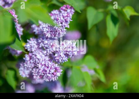 Fliederblüten an einem sonnigen Sommertag. Nahaufnahme mit selektivem Weichfokus einer blühenden Holzpflanze im Frühlingsgarten Stockfoto