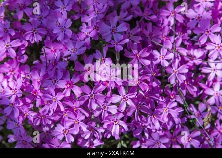 Lila Blumen an einem sonnigen Tag, natürlicher Hintergrund. Phlox subulata in Blüte. Nahaufnahme von Fotos mit selektivem Fokus Stockfoto