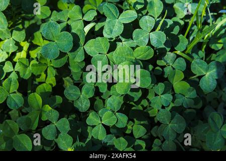 Wilde grüne Kleeblätter, Draufsicht, Hintergrundfotostruktur. Trifolium Stockfoto